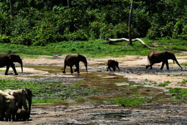 climate crisis, biodiversity, megafauna, Africa, tropical rainforests, sustainability