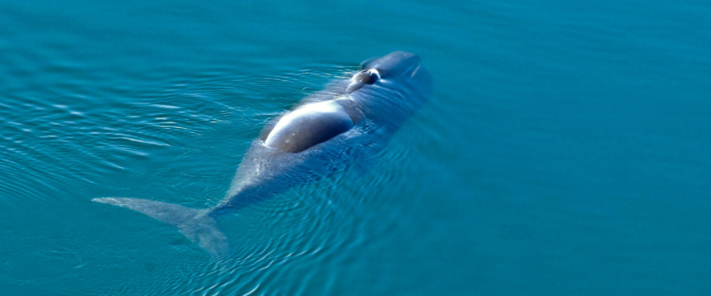 science, mammals, medicine ageing, DNA, bowhead whales, lifespan