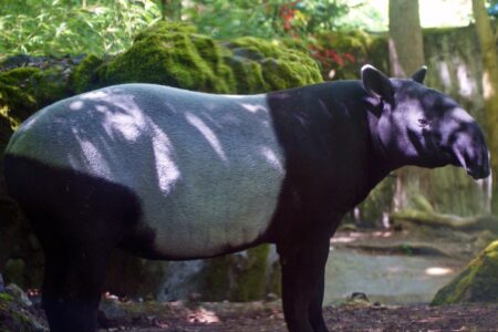 science, biodiversity, forest mammals, comeback, South American tapir