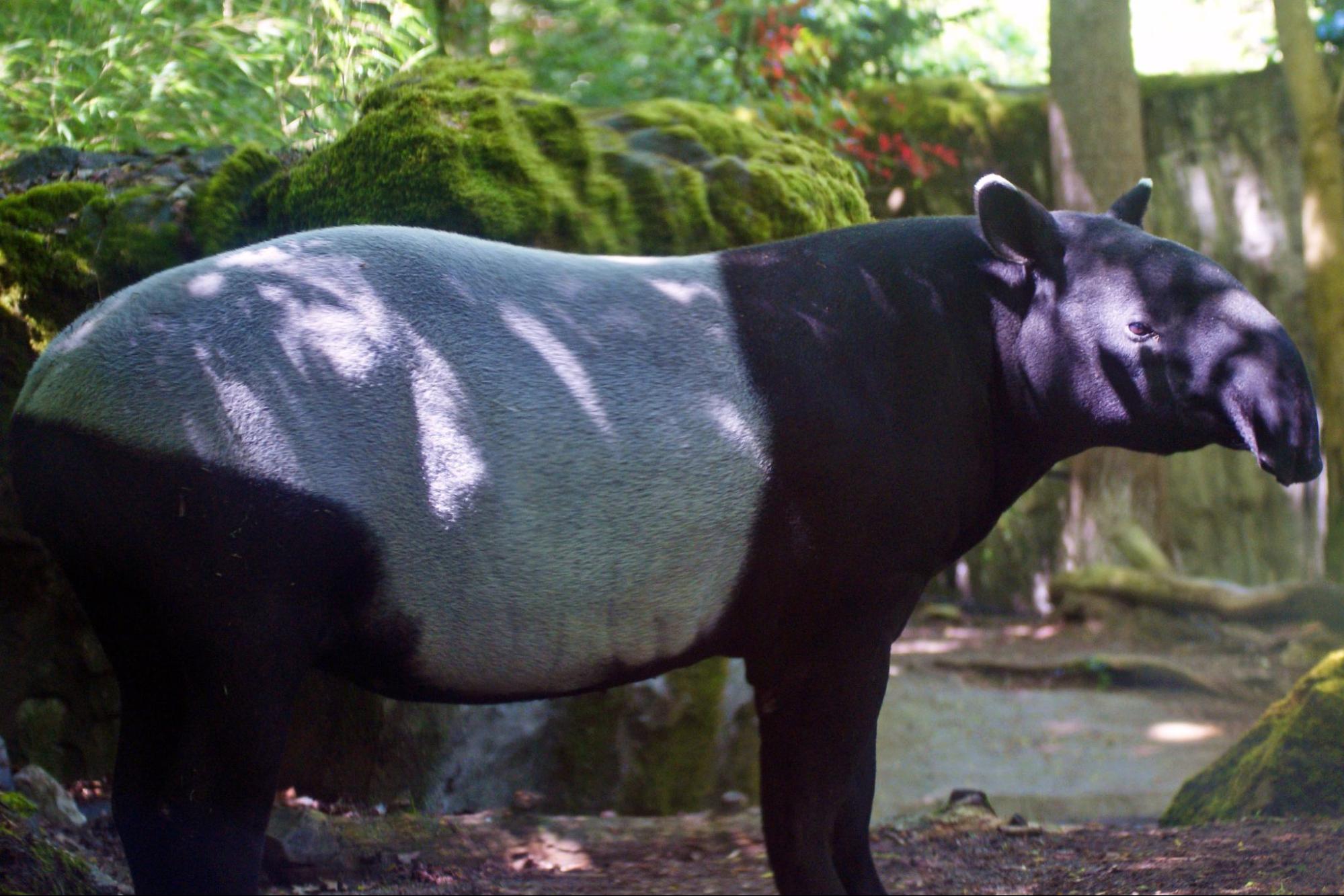 science, biodiversity, forest mammals, comeback, South American tapir