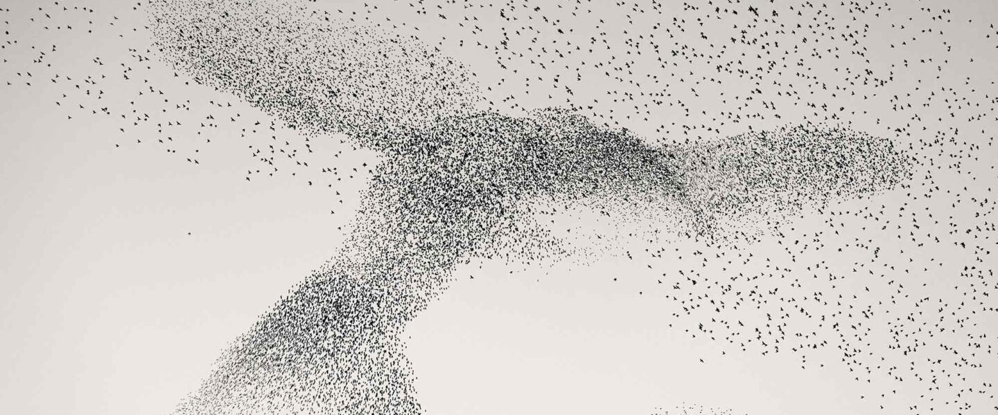 Starling_Murmuration_Daniel_Dencescu_3x2.jpg