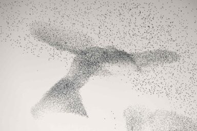 Starling_Murmuration_Daniel_Dencescu_3x2.jpg