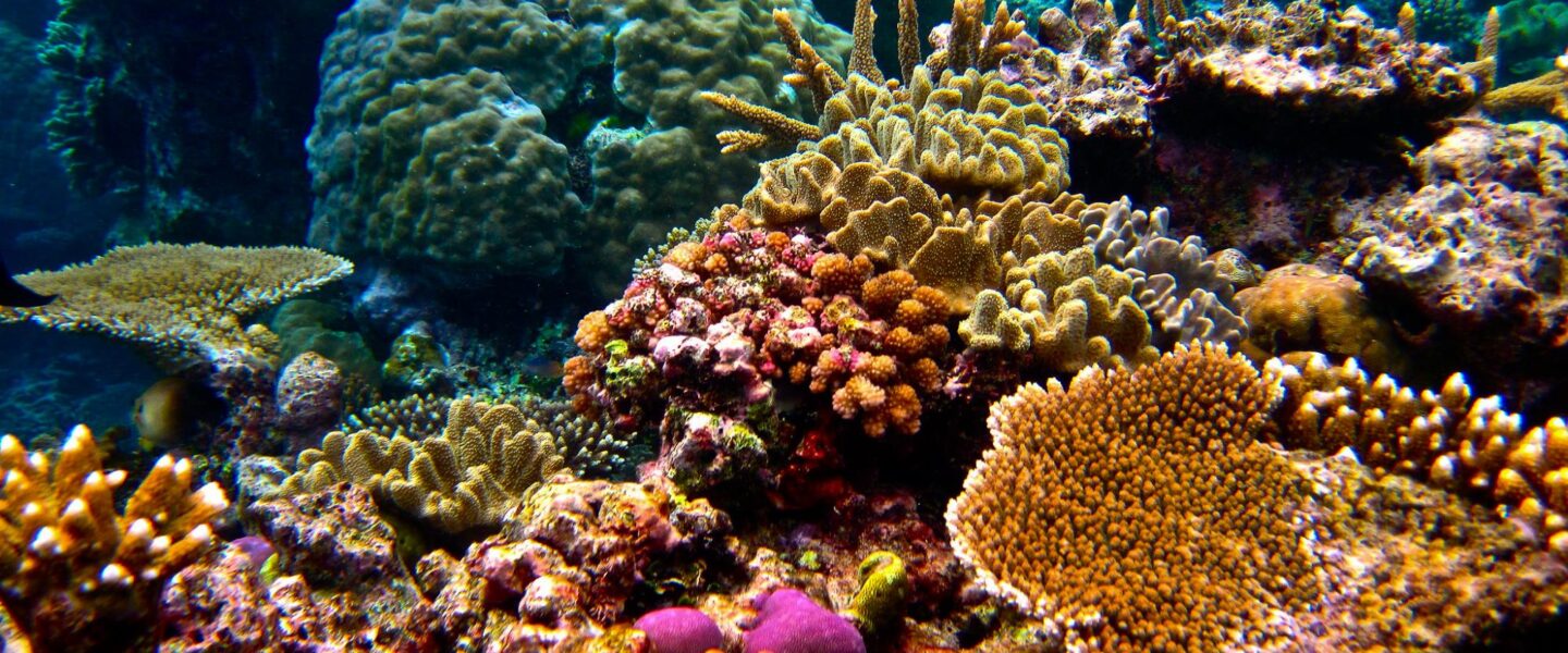 climate crisis, global warming, oceans, Great Barrier Reef, projection