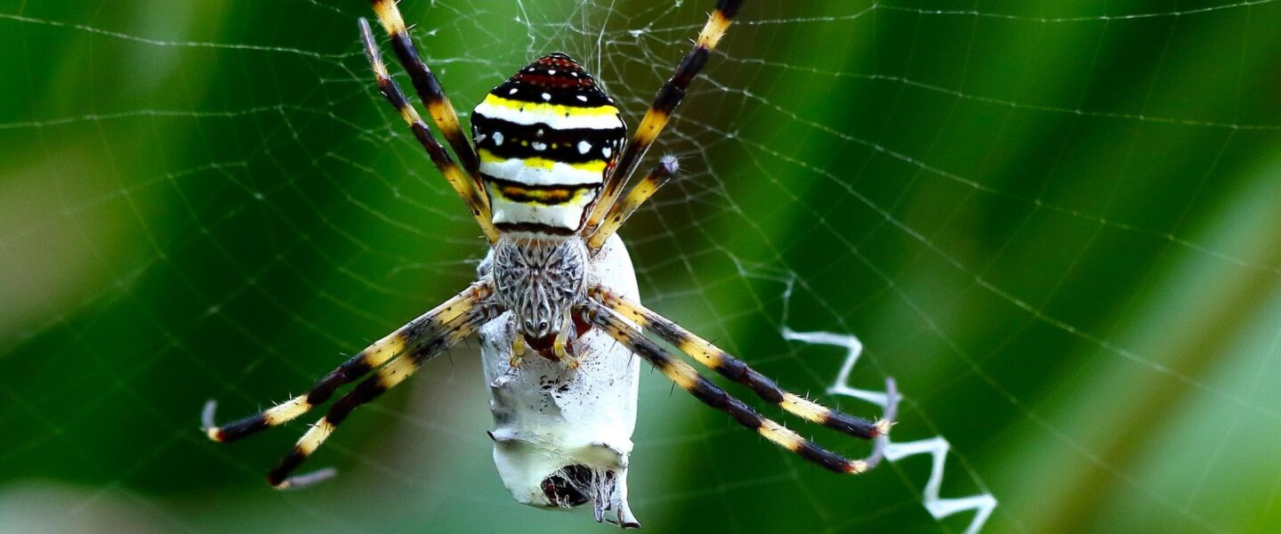 science, biodiversity, survival, insects, arachnids, spiderwebs, deception, decoys