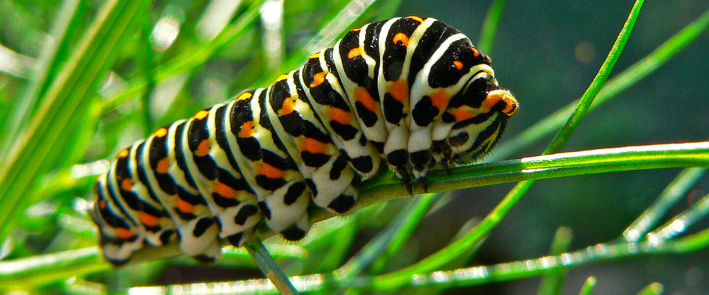 science, ecosystem, biodiversity, trees, gardens, insects, caterpillars, survival