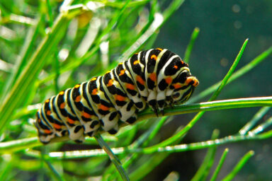 science, ecosystem, biodiversity, trees, gardens, insects, caterpillars, survival