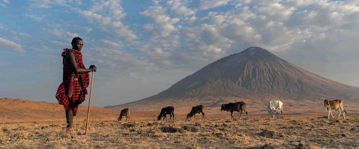 aasai herder, watches over, cattle