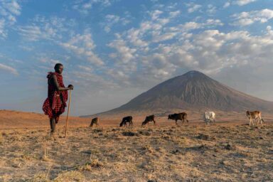 aasai herder, watches over, cattle