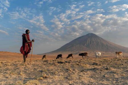 aasai herder, watches over, cattle