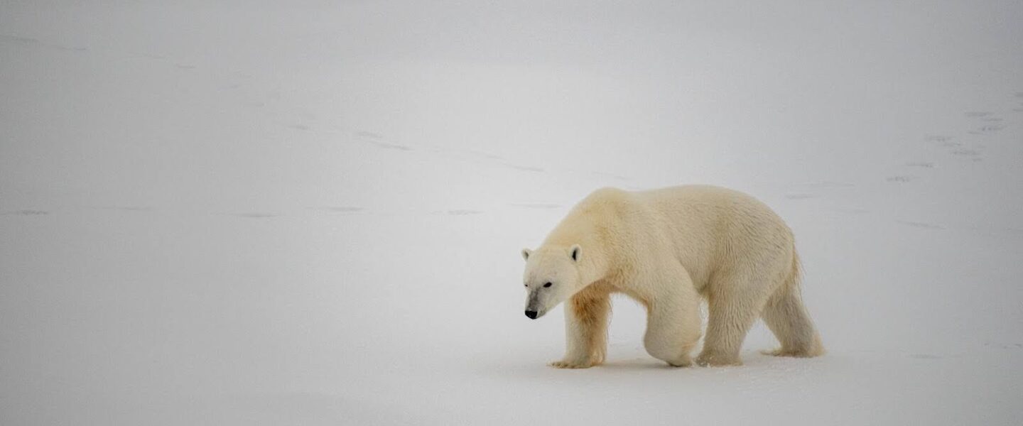 Polar bear, watches, US Coast Guard Cutter