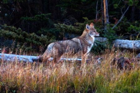 science, biodiversity, carnivores, Yellowstone National Park, coyote reintroduction, impact