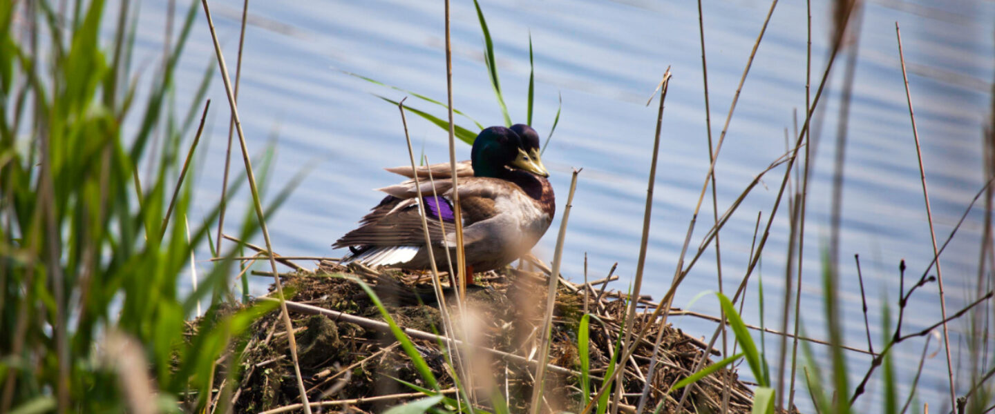 tech, data center construction, Great Lakes, falling water levels
