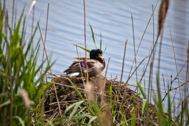 tech, data center construction, Great Lakes, falling water levels
