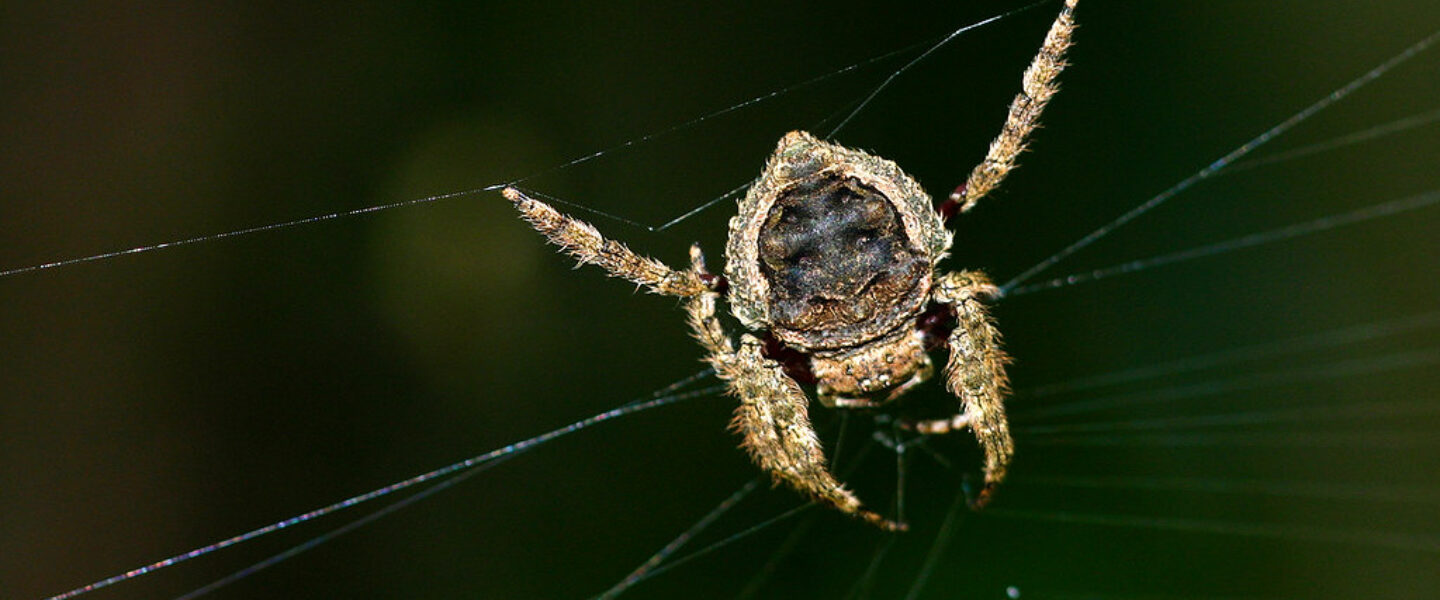 science, nature, insects, spiders, strongest webs, Bark spider females