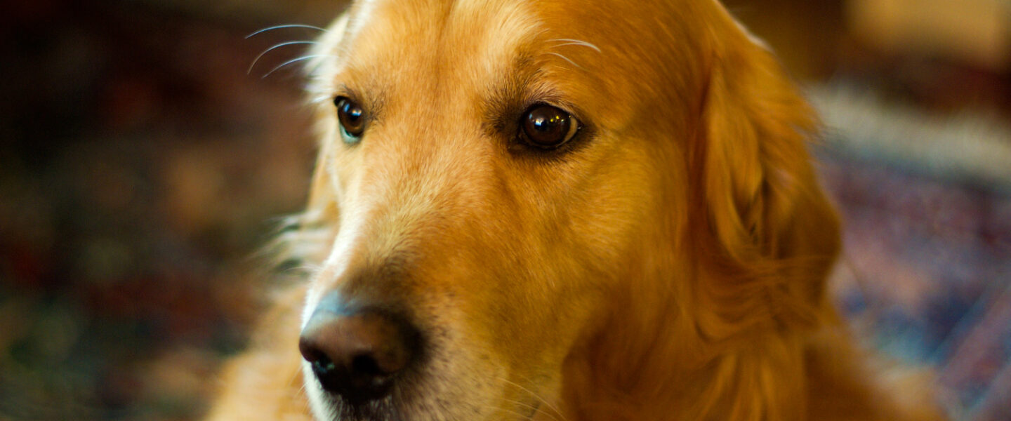 science, nature, neurology, gifted dogs, word comprehension, labels, learning study