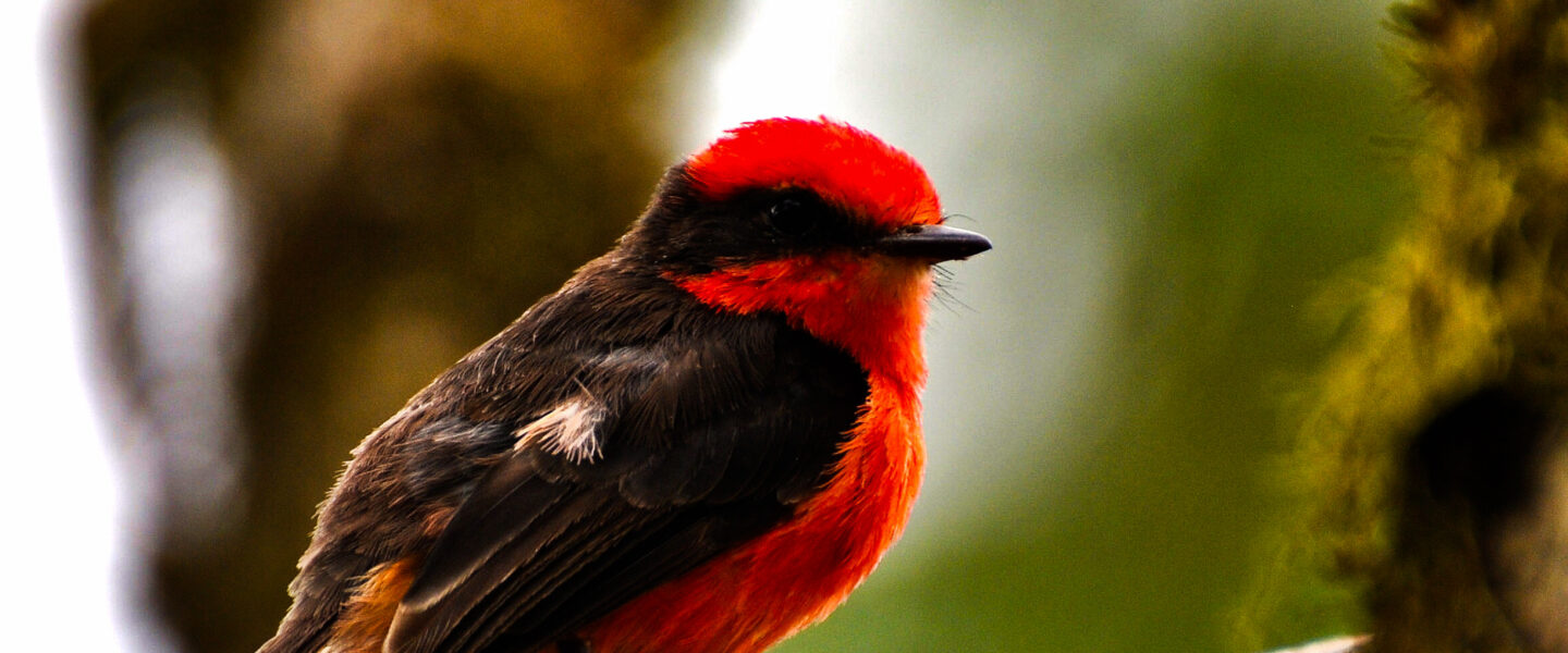 science, biodiversity, ecological destruction, Galapagos Islands, flagship bird, brujo flycatcher