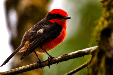 science, biodiversity, ecological destruction, Galapagos Islands, flagship bird, brujo flycatcher