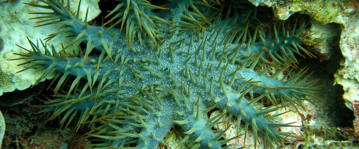 science, nature, biodiversity, Australia, starfish, coral, Great Barrier Reef