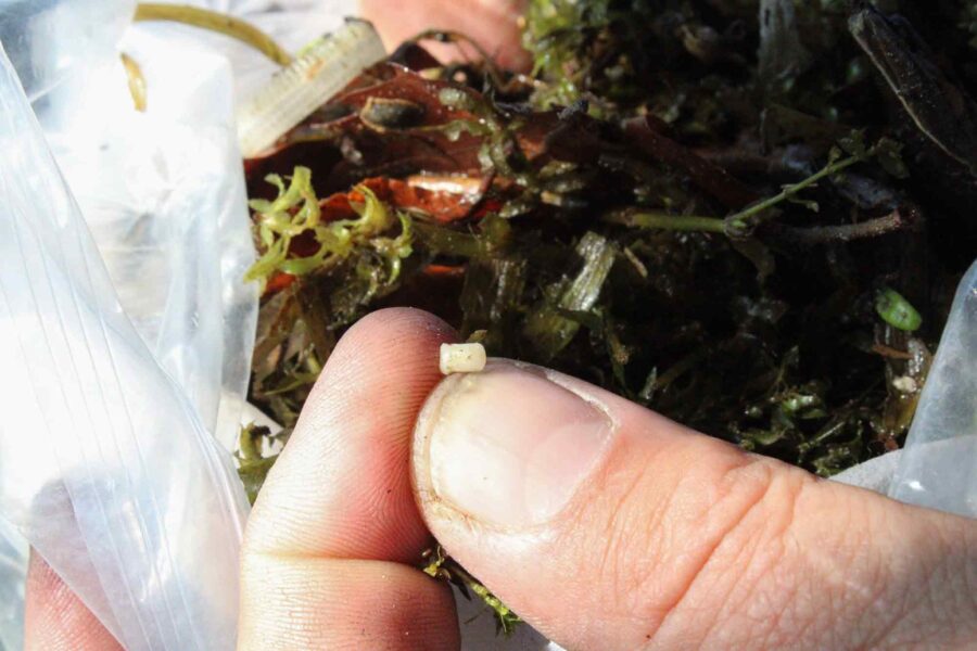 Captain Evan Clark, holds, plastic nurdle