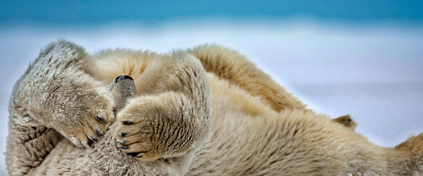 science, biodiversity, global warming, polar bears, research, Norwegian Arctic, size surprise