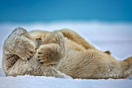 science, biodiversity, global warming, polar bears, research, Norwegian Arctic, size surprise