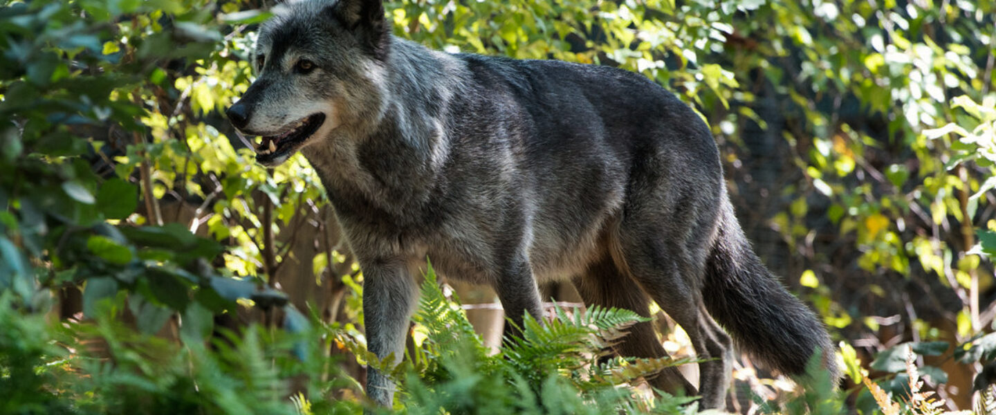 science, nature, biodiversity, gray wolf, Los Angeles, rare visit