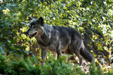 science, nature, biodiversity, gray wolf, Los Angeles, rare visit