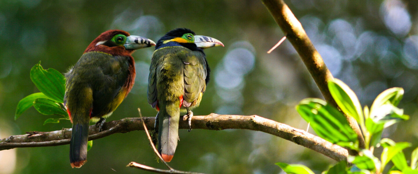 climate crisis, biodiversity, tropical forests, bird declines, 'silent spring' concern