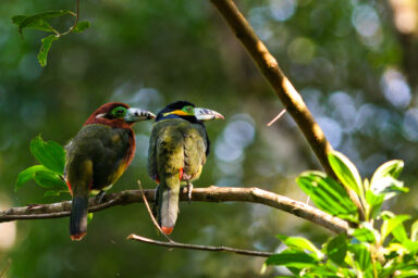 climate crisis, biodiversity, tropical forests, bird declines, 'silent spring' concern