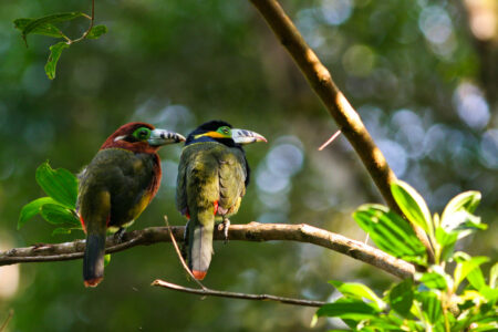climate crisis, biodiversity, tropical forests, bird declines, 'silent spring' concern