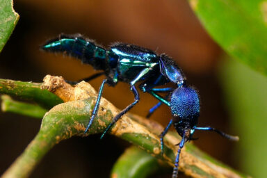 science, insects, beetles, ants, symbiosis, chemical invisibility cloaks, life-saving tactic