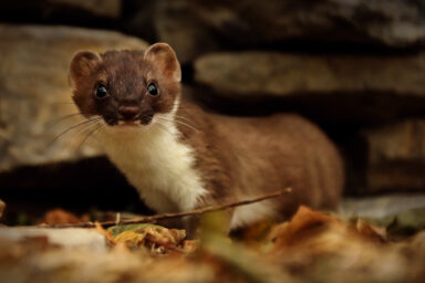 science, biodiversity, Winter Olympics, Italy, 2026 mascots, sibling stoats