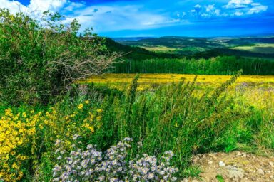 climate crisis, global warming, ecosystems, Rocky Mountains, temperature rise experiment, report