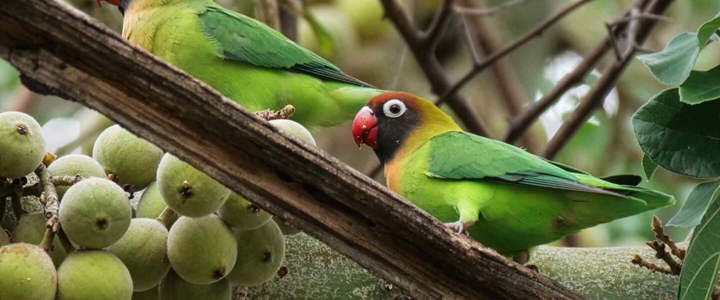 science, nature, biodiversity, monitoring data, tech tools, new guidelines