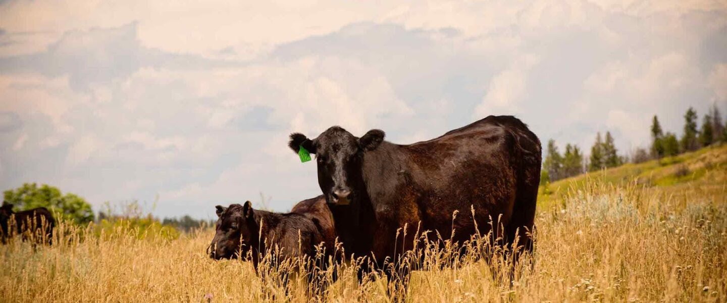 cattle, K&D Livestock, ranch, Stacey, MT