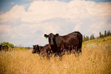 cattle, K&D Livestock, ranch, Stacey, MT