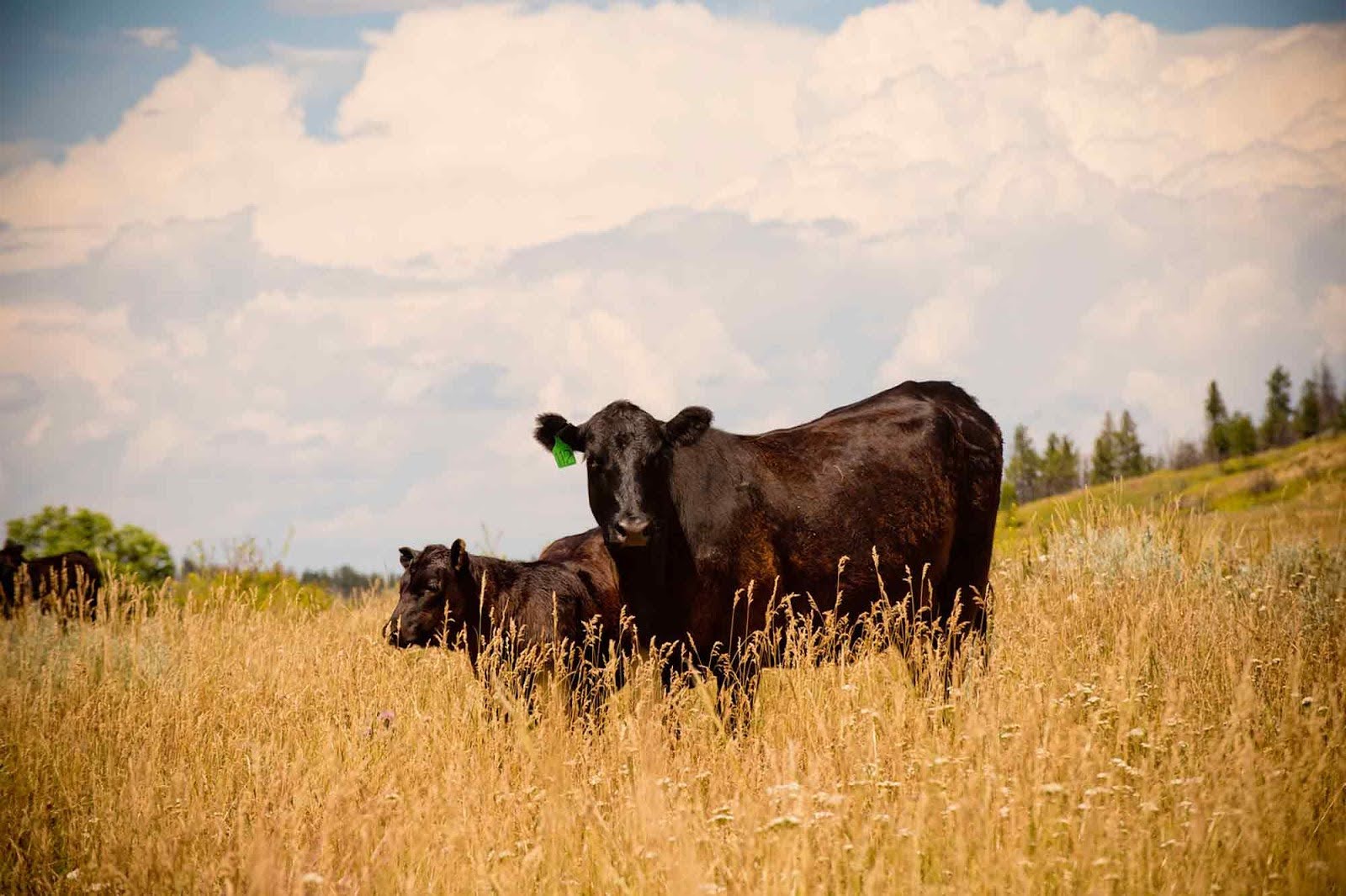 cattle, K&D Livestock, ranch, Stacey, MT