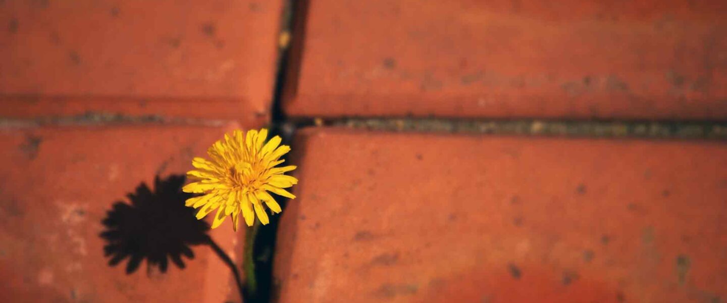 Dandelion, rising, growing, hope, Terracotta Tiles
