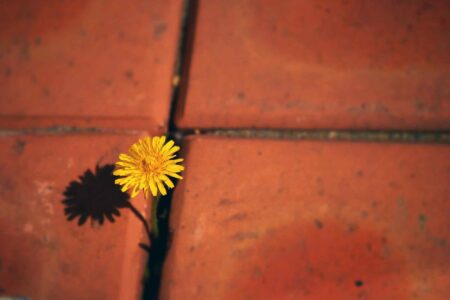 Dandelion, rising, growing, hope, Terracotta Tiles