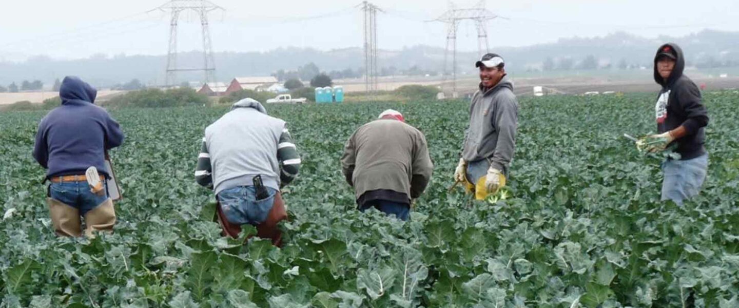 Farm workers, harvesting, cauliflower, California, Salinas Valley