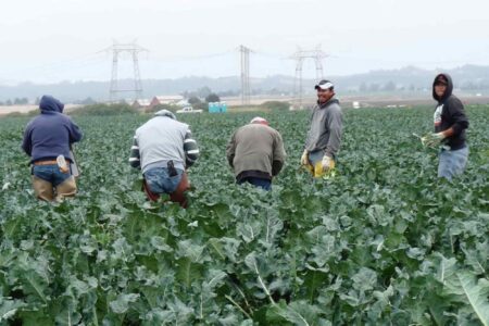 Farm workers, harvesting, cauliflower, California, Salinas Valley