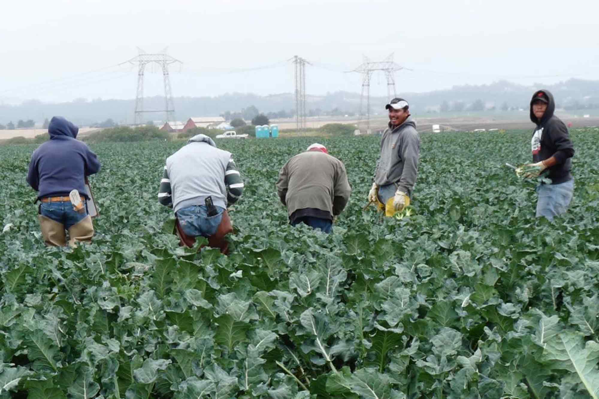 Farm workers, harvesting, cauliflower, California, Salinas Valley