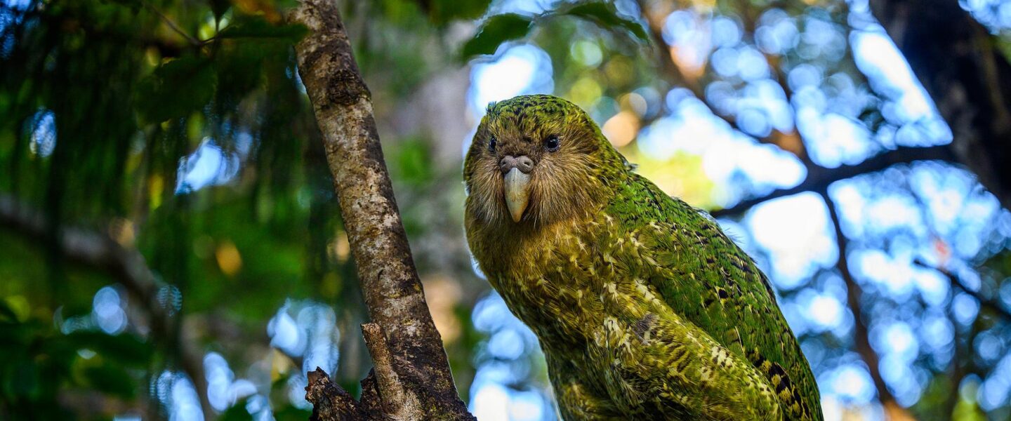 science, biodiversity, New Zealand, kakapo parrot, chicks, livestream