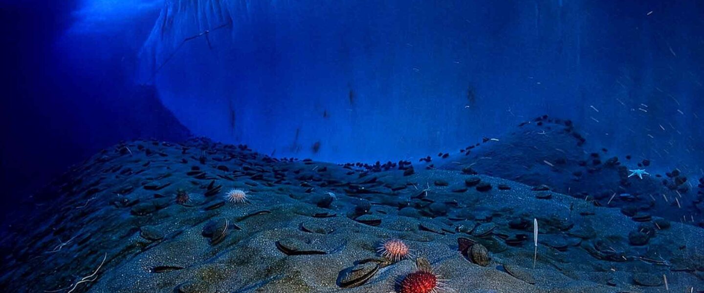 science, nature, biodiversity, oceans, minerals, deep-sea mining, green light push