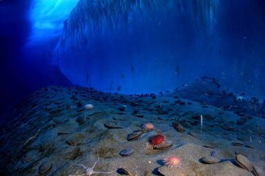 science, nature, biodiversity, oceans, minerals, deep-sea mining, green light push