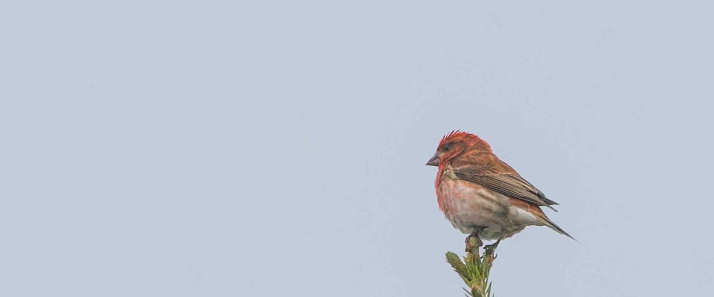 Purple finches, state birds, New Hampshire, could disappear