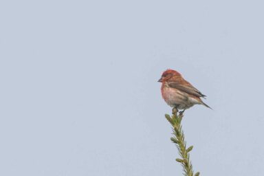 Purple finches, state birds, New Hampshire, could disappear