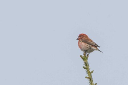Purple finches, state birds, New Hampshire, could disappear
