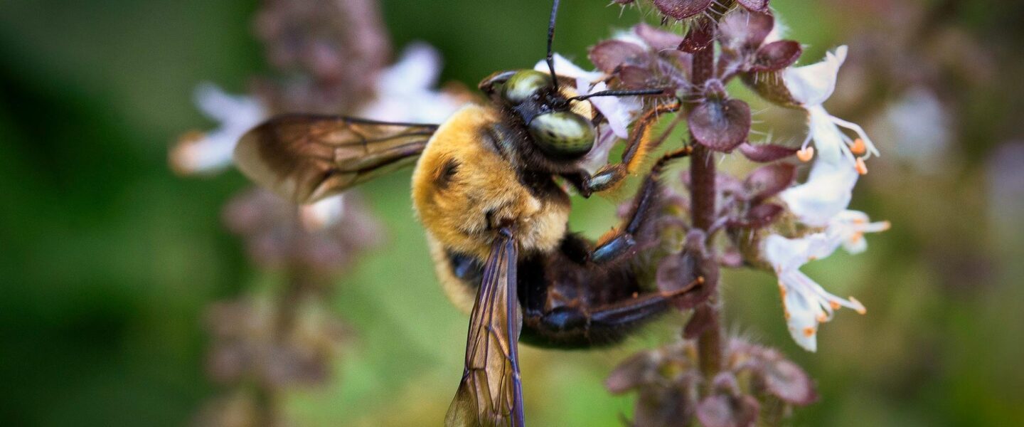 climate crisis, global warming, botany, flowering tropical plants, bloom timings changing
