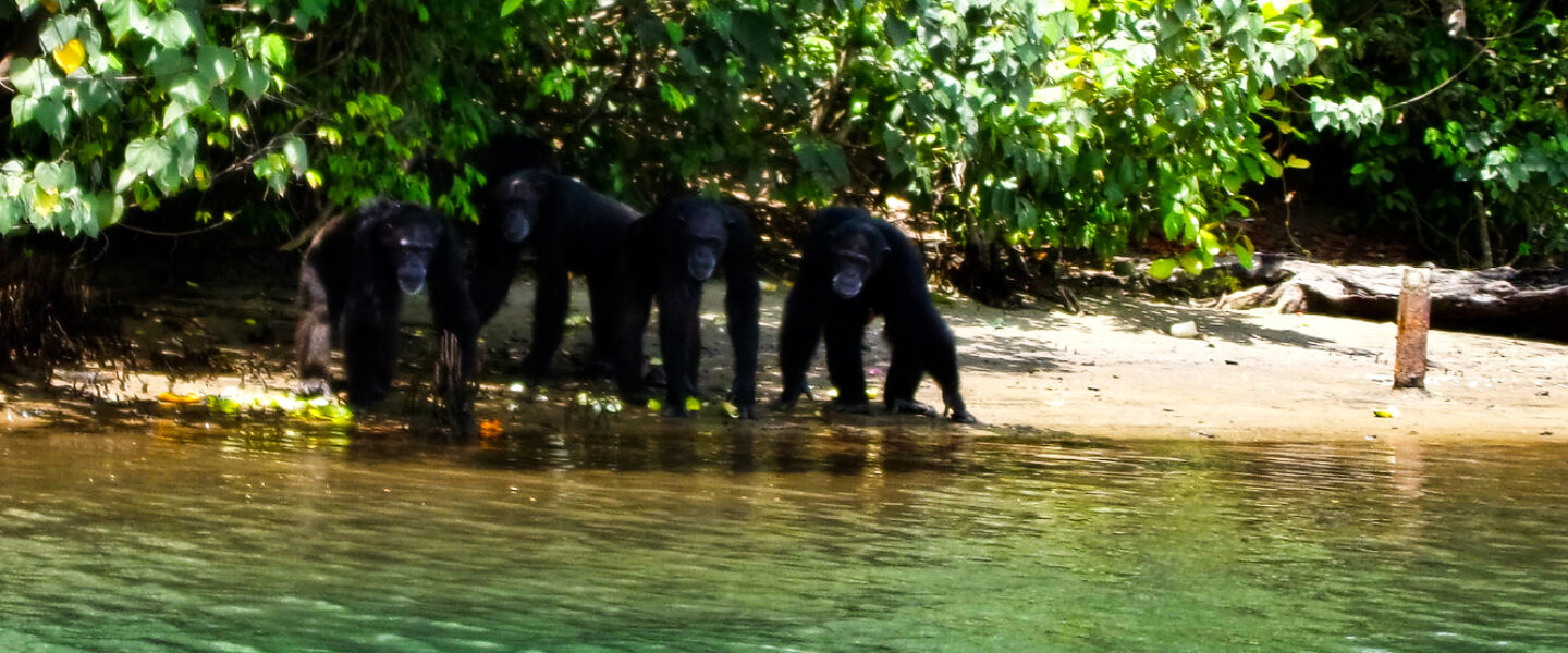 science, biodiversity, conservation, Liberia, dismantling of USAID, future strategy, human health consequences